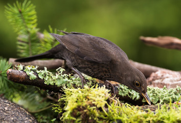 Blackbird, Turdus merula