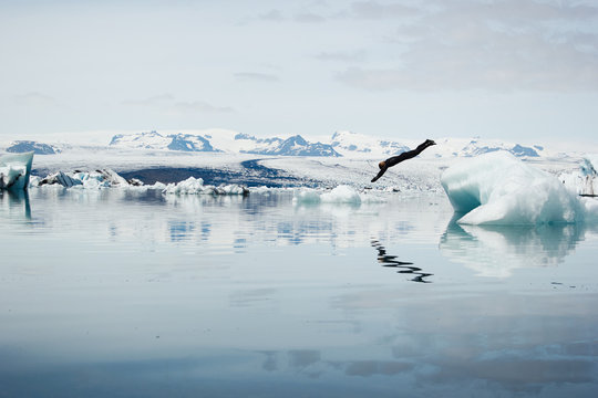 Man in wet suit diving into water off iceberg, Iceland, Europe 