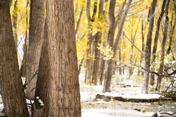 Obraz premium autumn path in colorado