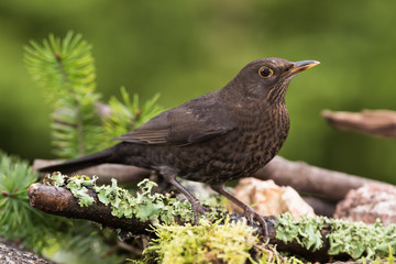 Blackbird, Turdus merula
