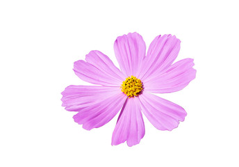 pink cosmos flower blooming isolated on white background    