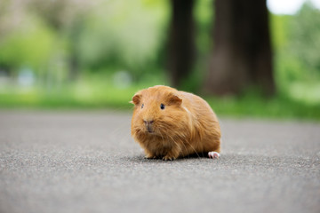 brown guinea pig outdoors in summer