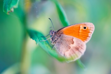 Beautiful orange butterfly sitting on green grass