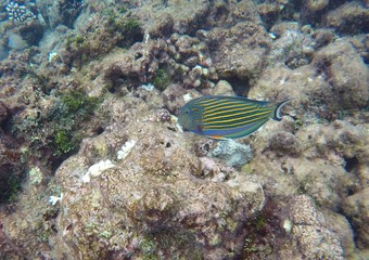 Emperor angelfish (Pomacanthus imperator) swimming, Ari Atoll, Maldives