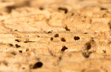 eaten tree bark. macro