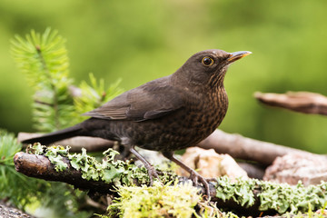 Blackbird, Turdus merula