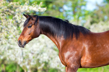 Fototapeta na wymiar Bay horse portrait on spring background 