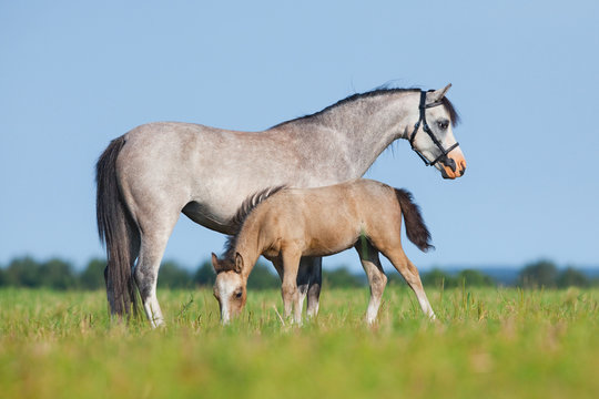 Mare with foal in field. Horses eating grass outside. Two horses grazing in summer.
