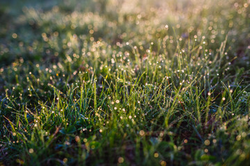 beautiful fresh morning with sun rays and dramatic light