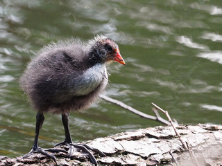 Coot (Fulica atra) Youngster