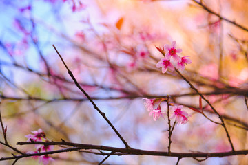 Selective focus Branch of Himalayan Cherry Blossom , also call sakura pink color with Natural blur background at highlands in winter at highlands of Phetchabun District, Thailand.