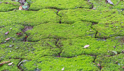 Textura de musgo verde.