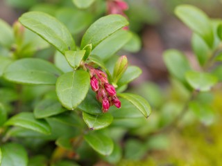 Obraz premium Bush cranberries with flowers.