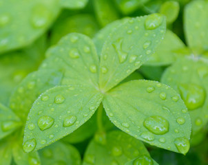 Green leaves with drops of water.