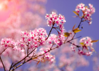 Selective focus Branch of Himalayan Cherry Blossom , also call sakura pink color with Natural blur background at highlands in winter at highlands of Phetchabun District, Thailand.