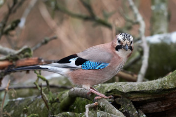 Eurasian jay (Garrulus glandarius)