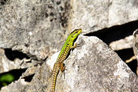 Green lizard on a rock in croatia