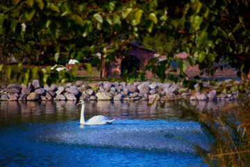 Lake and swan