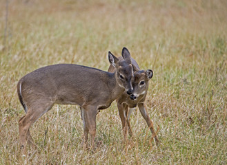 Two young White Tailed Deer playing together.