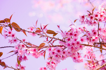 Selective focus Branch of Himalayan Cherry Blossom , also call sakura pink color with Natural blur background at highlands in winter at highlands of Phetchabun District, Thailand.