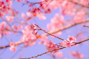 Selective focus Branch of Himalayan Cherry Blossom , also call sakura pink color with Natural blur background at highlands in winter at highlands of Phetchabun District, Thailand.