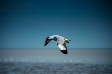 seagull flying in the sky at Bangpu, Thailand.