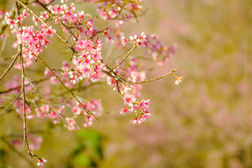 Selective focus Branch of Himalayan Cherry Blossom , also call sakura pink color with Natural blur background at highlands in winter at highlands of Phetchabun District, Thailand.