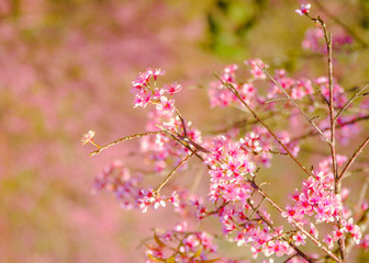 Selective focus Branch of Himalayan Cherry Blossom , also call sakura pink color with Natural blur background at highlands in winter at highlands of Phetchabun District, Thailand.