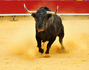 bull