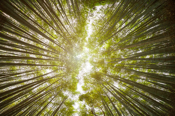 Arashiyama Bamboo forest in Kyoto, Japan. View from the bottom up with fish-eye lens