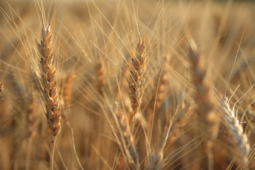 Wheat ears in field background (shallow depth of field)