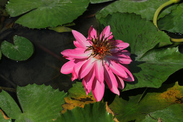 lotus flower