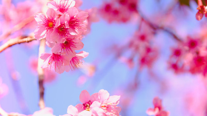 Selective focus Branch of Himalayan Cherry Blossom , also call sakura pink color with blue sky background in winter at highlands of Phetchabun District, Thailand.