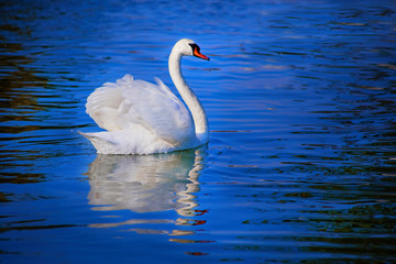 Beautiful swan in blue lake
