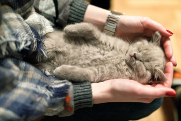Cute little kitten sleeping in caring hands