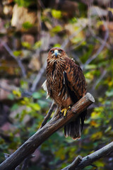 Hawk looking to camera