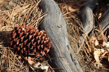 Pine cone