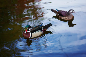 Very colorful bird - couple of ducks closeup