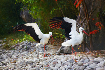 A couple of storks with opened wings