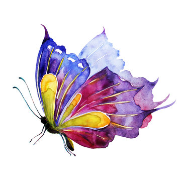 butterfly,watercolor,on a white