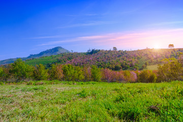 Naklejka premium landscape view of Himalayan Cherry Blossom , also call sakura pink color with blue sky background in winter at highlands of Phetchabun District, Thailand.