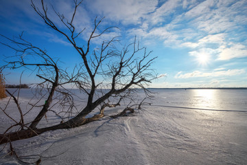 Branch a tree on the shore of a frozen lake