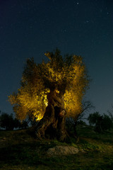 Ancient olive tree at night