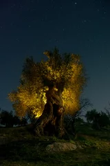 Photo sur Aluminium Olivier Ancient olive tree at night