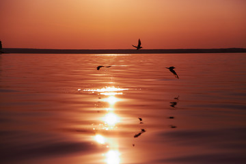 3 seagulls flying on sunset