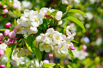 Apple flowers background.