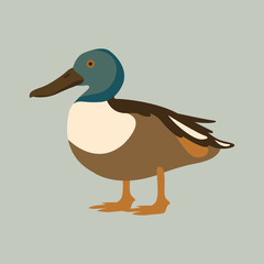 duck vector illustration style Flat