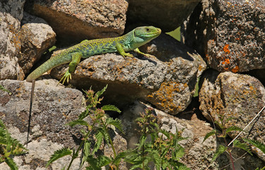 Ocellated lizard. Lacerta lepida. Timon lepidus