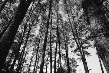 Black and white image style scenic view of very big and tall tree with sun light in the forest when looking up.