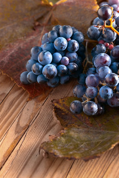 Blue grape with vine leaves